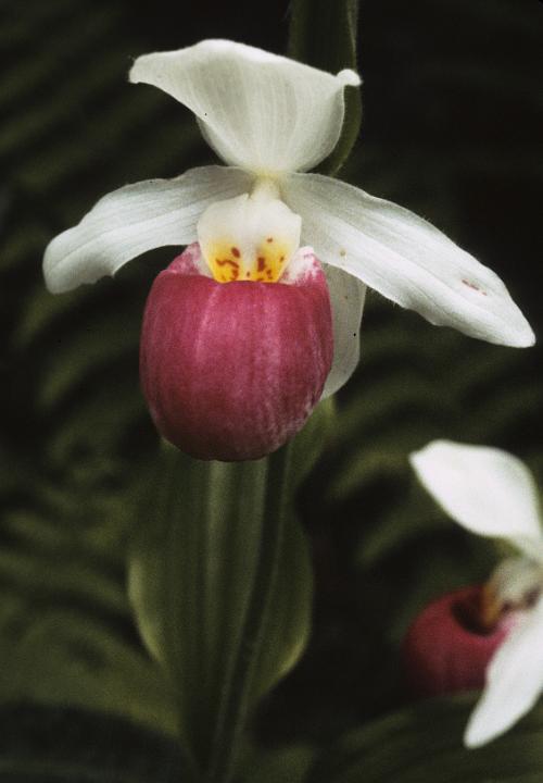 Lady Slipper Showy, Cypripedium reginae.jpg